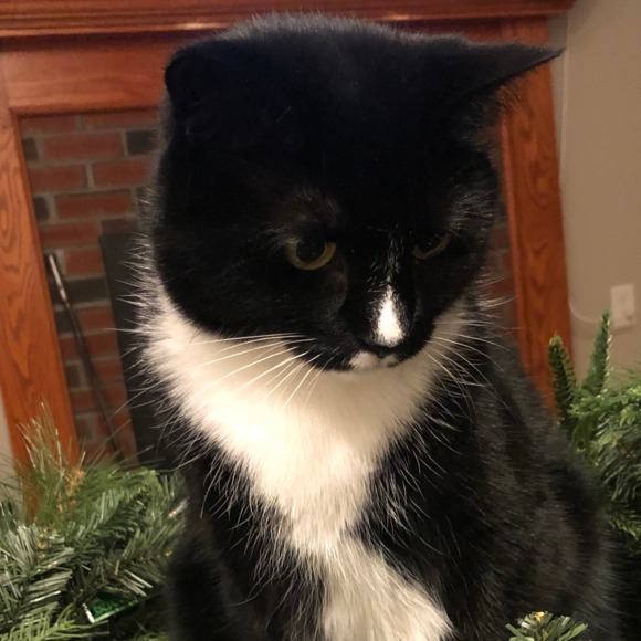 duffyella